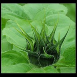 Korunka princezny Slunečnice