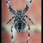 Nikdy nemá slitování