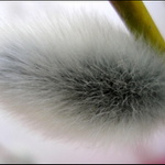 Detail probouzející se vrby jíví (kočičky)