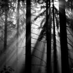 Lesy České Republiky