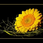 gerbera