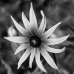 Vrtule u plotu & chutný letní hmyz.