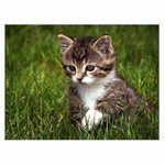 Ve střehu...na co asi myslí?