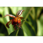 Imperialisté by se zaradovali