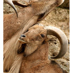 :: Capra caucasica ::