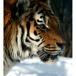 Panthera tigris altaica