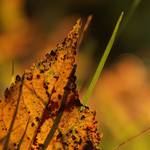 Panorama pro brouky 1