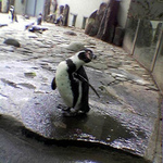 Kuk