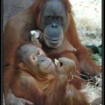 Orangutan sumaterský