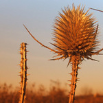 podvecer u Sobotky I