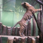 Mouchy,nežerte mě!