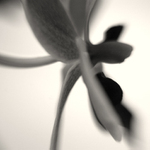 o orchidei