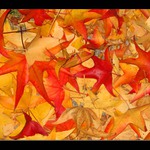 Si sta come d\'autunno sugli alberi le foglie