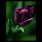 ***MELANCHOLIA***