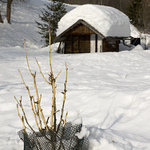 Jak ochránit ovocný strom na zimu :-))