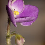 Moje první makro s Nikonem