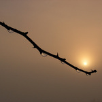 Šípek,mlha,svítání