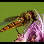 **Sakra, kde je ten nektar ? **