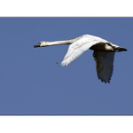 Jen tak si broukám...