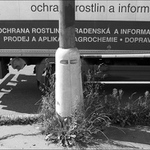 Městská květena II