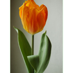 Tulipán...