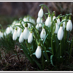 když přichází jaro vlídný ...