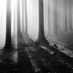 ..posvítíme si na les...