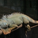 Jedna oddychová fotografie