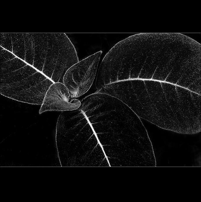 .: BW :.