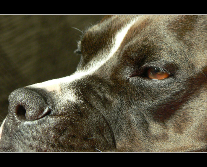 Doggie eye