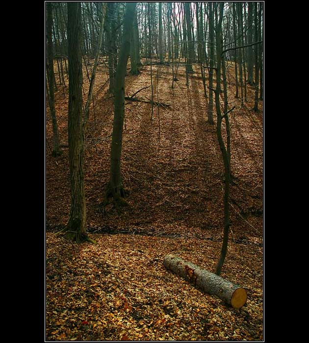 Zatoulaná kláda