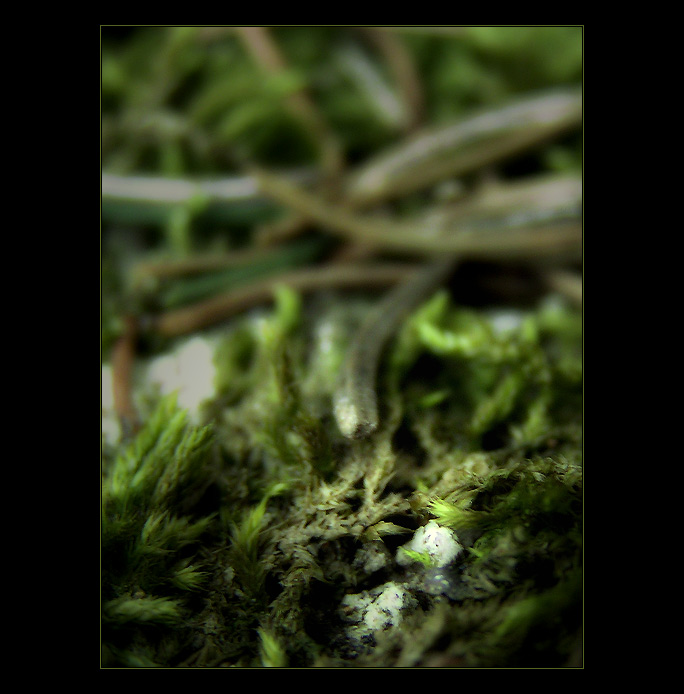 - dreaming VII. -