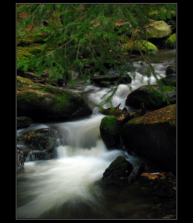 Cestou pod jehličím....