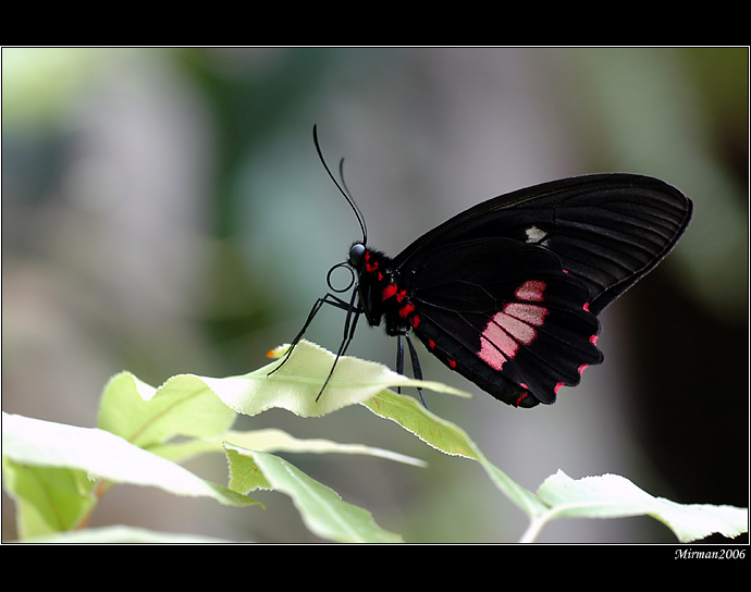 Papilio...