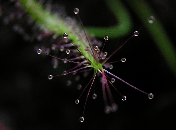 Drosera binata