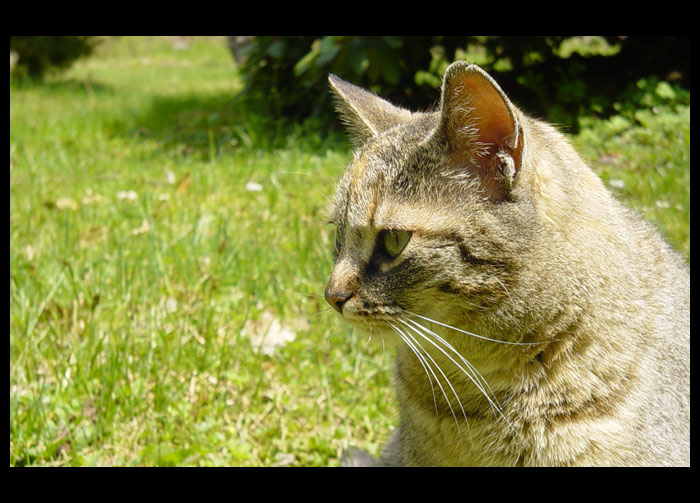 La Gatta