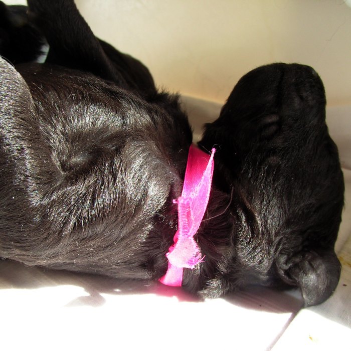 siesta