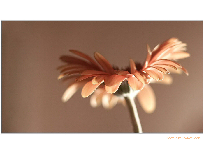 Spring beauty