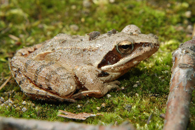 Žába