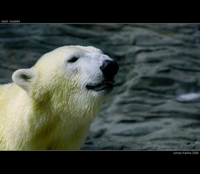 * lední medvěd *