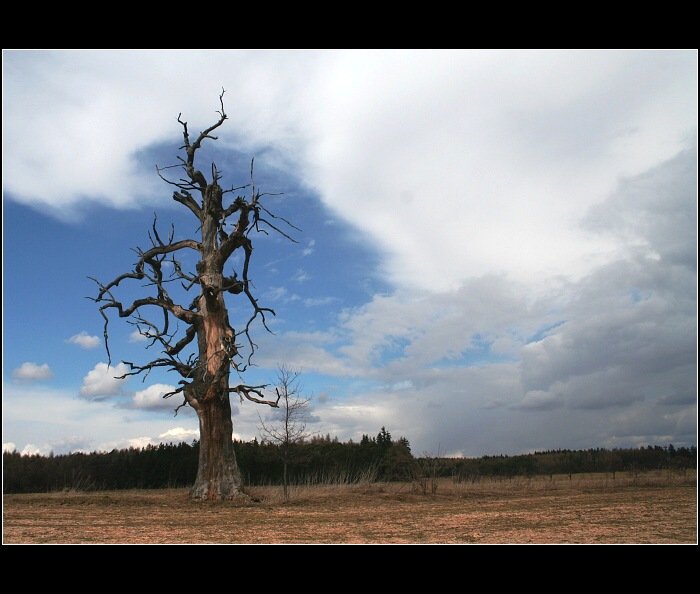 Stary strom II