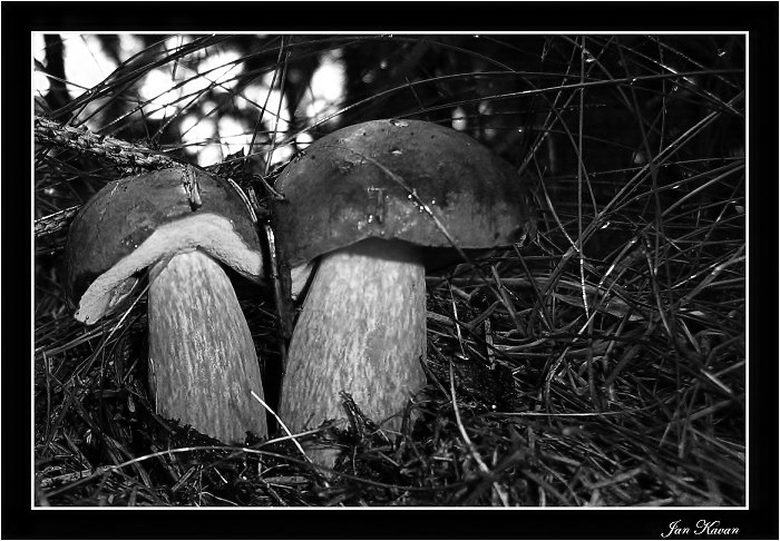 A pak že nerostou:-))