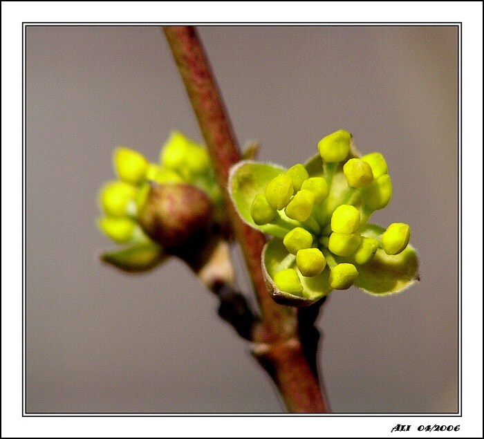 Drobný kvietok drieňa