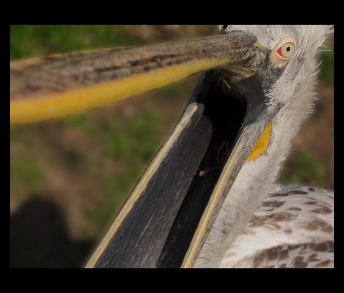 Něco do zobáčku..