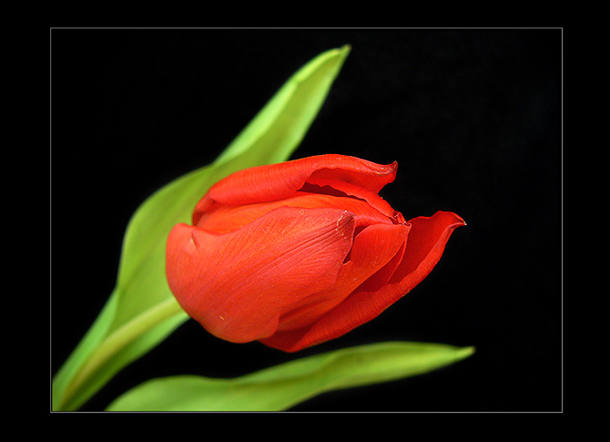 TULIpán