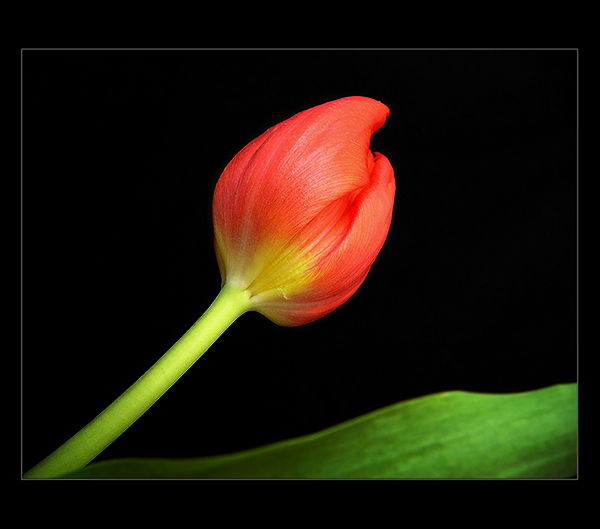 TULIpán II.