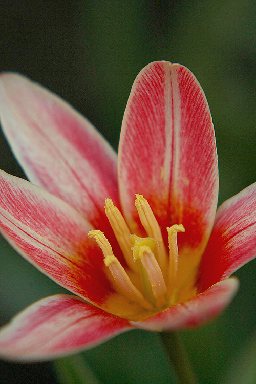 rozkvetly/ tulipán