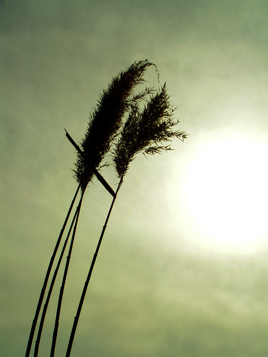 Rákosofka aneb Máváme Slunci