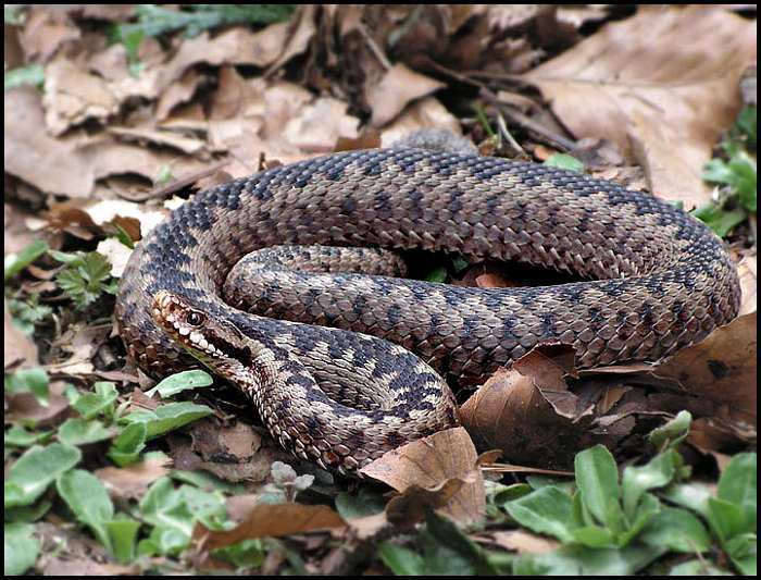 ..velikonoční návštěva na zahrádce...