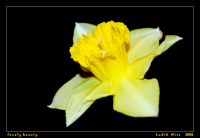 l o n e l y  b e a u t y